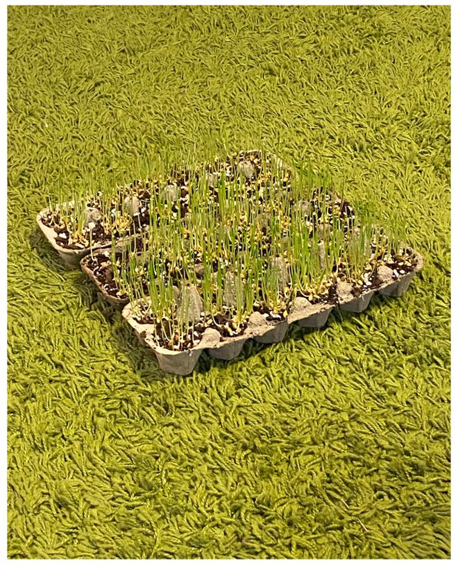 Grass growing in egg cartons, on top of green carpet.