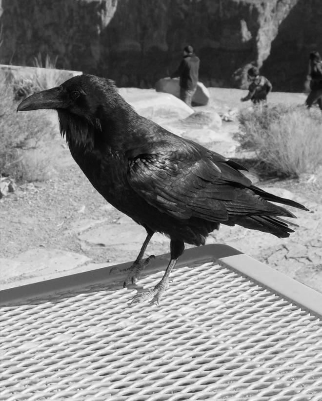 A photograph of a crow. 
