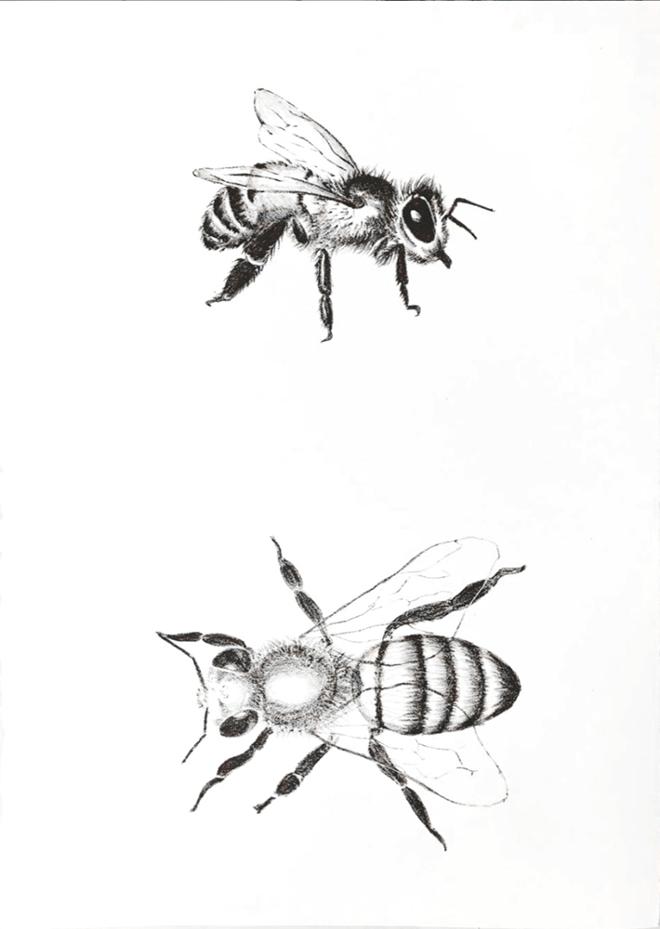 A print of 2 bees. 